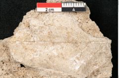 Foto (Detailansicht) von Fraxinus frangula L. (NHMW-GEO-2024-0188-11317)